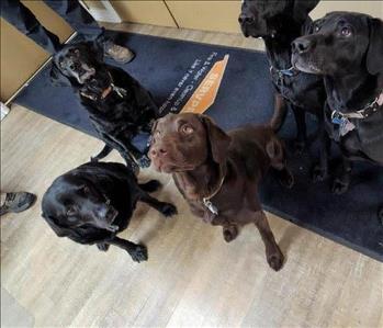 SERVPRO dogs in the office