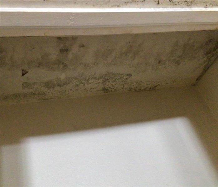 Mold infestation inside a cabinet.
